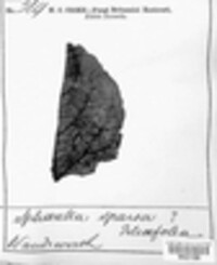 Mycosphaerella punctiformis image